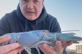 В США поймали редкого перламутрового омара (видео)