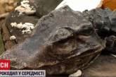 Киевлянка обнаружила на клумбе крокодила (ВИДЕО)
