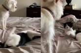 «Котю замкнуло»: Кот показал собаке на кровати «каратэ» (ВИДЕО) 