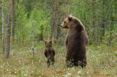 Медведи и медвежата - отличная подборка фото