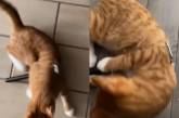 Попавший в картофельную толкушку кот исполнил эффектные кульбиты ( ВИДЕО) 