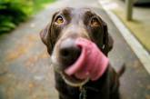Забавная реакция ворчливой собаки на звуки трубы (ВИДЕО)