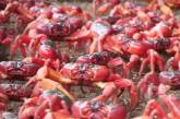 Остров Рождества заполнили миллионы красных крабов (ВИДЕО)