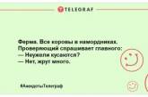 У хорошего агронома ячмень растет прямо на глазах: веселые анекдоты про сельское хозяйство (ФОТО)