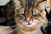 Кошка Яманеко, чьей экспрессии можно только позавидовать (ФОТО)