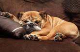 Громко не смейтесь: пес старается не спать изо всех сил (ВИДЕО)