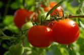 Известный американский кардиолог высказался о вреде помидор