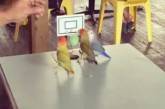 Попугаи показали «мастер-класс» игры в баскетбол (ВИДЕО)