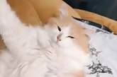 «Суперзвезда»: Пушистый кот уснул в забавной позе ( ВИДЕО) 