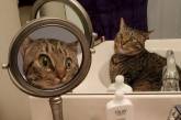 «Свет мой, зеркальце»: удивленный кот стал новой звездой Сети (ФОТО)