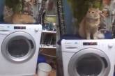 Кошка организовала себе «массаж», забравшись на стиралку ( ВИДЕО)