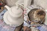Женщина решила попить чай и обнаружила котенка в сахарнице (ВИДЕО) 