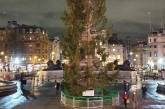 В Лондоне смеются над подаренной Норвегией елкой (ФОТО)