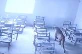 В Индии леопард забрался в школу и ранил ученика (ВИДЕО)