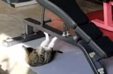 «Следит за фигурой»: Кот в тренажерном зале качал пресс (ВИДЕО) 