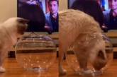 «Пушистая вода»: кошка заполнила собой аквариум и умилила Сеть ( ВИДЕО) 