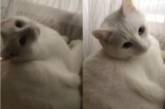 Находчивая кошка показала, как правильно греться у батареи (ФОТО, ВИДЕО)