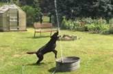 Новый хит: собака в восторге от самодельного фонтана (ВИДЕО)