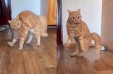 «Одержимое существо»: кот удивил своим неадекватным поведением ( ВИДЕО)