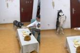 «Что ты ешь?»: пес не ожидал подставы с дурианом от хозяина ( ВИДЕО) 