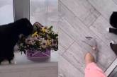 Пушистый джентльмен: Кот подарил хозяйке цветочек ( ВИДЕО) 