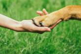 Глухую собаку зовут на прогулку на языке жестов: милое видео