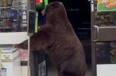 Медведь в магазине воспользовался санитайзером: забавное видео 