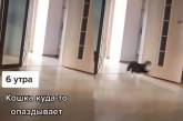 «Опаздывала на работу и потеряла ключи»: Кошка металась из комнаты в комнату (ВИДЕО)