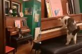 Играет на пианино: кот удивил хозяйку неожиданным талантом (ВИДЕО)
