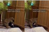 Кот решил научить хозяев уборке в шкафу (ВИДЕО)
