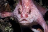 В Австралии обнаружили редкую розовую рыбу с "руками" (ВИДЕО)