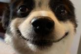 Милый пес стал звездой сети благодаря широкой улыбке (ФОТО)