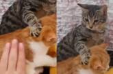 «Руки убрал!»: ревнивый кот рассвирепел на хозяина (ВИДЕО)