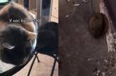 «Пожалели мышонка»: коты пустили погреться грызуна в тепло (ВИДЕО)
