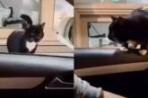 Бездомный кот лихо выбрал себе хозяина: прыгнул к нему в авто (ВИДЕО)