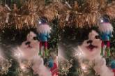 Кошка «чирикала» на новогодней ёлке (ВИДЕО) 