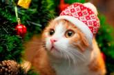 Инспектор Хвост проверку елки начал: смешные мемы и видео о котиках перед Новым Годом (ФОТО)