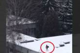 В Харькове девушка залезла на крышу здания за еловыми ветками (ВИДЕО) 