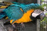 Попугаю ара заменили сломанный клюв на металлический (ФОТО)