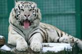 В Харькове живет «символ года»: как выглядит редкий тигр (ВИДЕО)