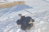 Коты нашли способ погреться зимой и выключили интернет
