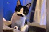 Реинкарнация Фредди Меркьюри: необычная кошка стала звездой (видео)