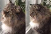 Кот устроил эмоционалоьный «разговор» с падающим снегом за окном (ВИДЕО) 