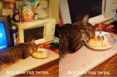 «Тигру больше не наливать»: кот утомился и заснул прямо в тарелке с салатом ( ВИДЕО) 