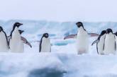 Украинские полярники показали, как пингвины маршируют к океану (ВИДЕО)