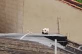 Людей удивила собака на крыше - оказалось, что это маскировка совсем другого животного (ВИДЕО)
