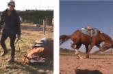 Лошадь показала пример, как уклониться от работы (ВИДЕО) 