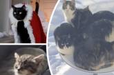 Грациозные, неловкие и анти-интернетные котики: подборка смешных картинок и видео с питомцами (ВИДЕО)