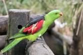 В Австралии нашествие пьяных попугаев: как так получилось (видео ) 