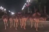 Сбежавшие страусы устроили переполох в китайском городе (ВИДЕО) 